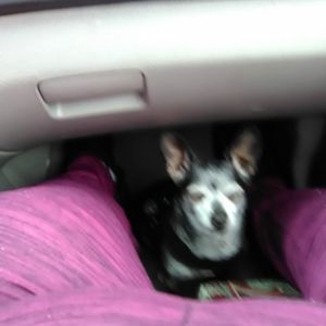 Meet your Posher, Monica